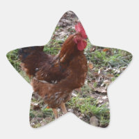 Cockerel