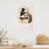 Cockerells Fantail Flycatcher von John Gould Poster (Küche)
