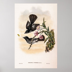 Cockerells Fantail Flycatcher von John Gould Poster