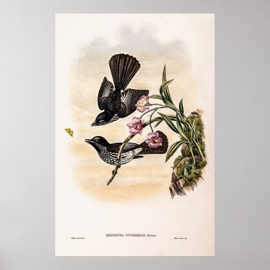 Cockerells Fantail Flycatcher von John Gould Poster (Vorne)