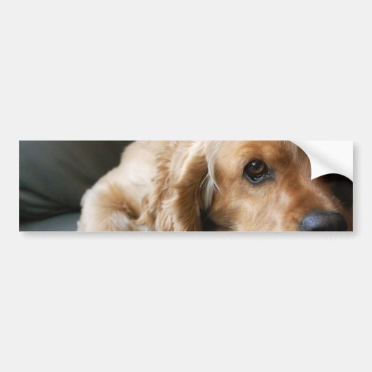 Cockerspaniel-Autoaufkleber Autoaufkleber (Vorne)