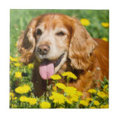 Cockerspaniel in den gelben Blumen Fliese (Vorderseite)