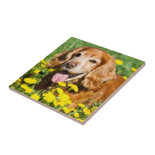 Cockerspaniel in den gelben Blumen Fliese (Seite)