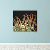 Cocklebur (Xanthium)-Samen verwenden Haken, um sic Leinwanddruck (Insitu (Holzboden))