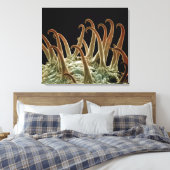 Cocklebur (Xanthium)-Samen verwenden Haken, um sic Leinwanddruck (Insitu (Schlafzimmer))