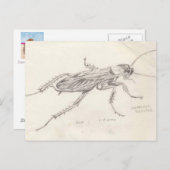 Cockroach Desiree Postkarte (Vorne/Hinten)