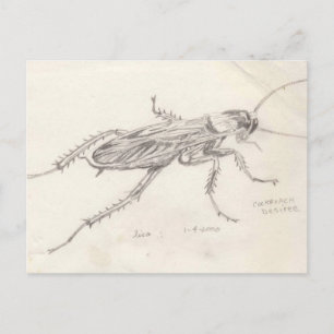 Cockroach Desiree Postkarte