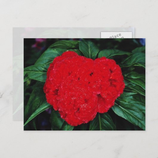 Cockscomb, Blume der Ostindien Postkarte (Vorne/Hinten)