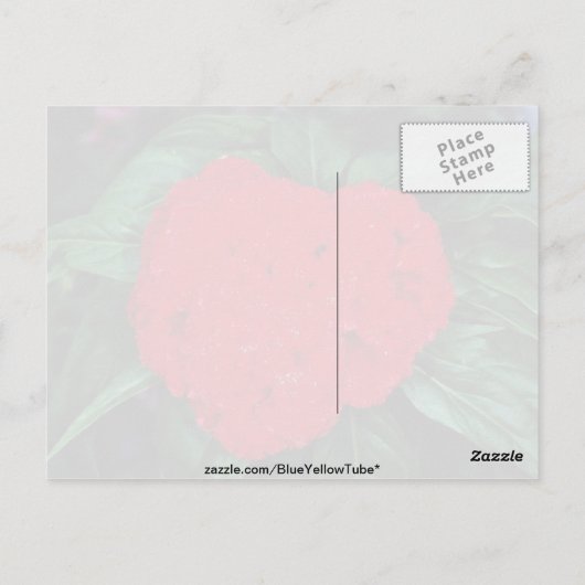 Cockscomb, Blume der Ostindien Postkarte (Rückseite)