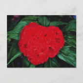 Cockscomb, Blume der Ostindien Postkarte (Vorderseite)