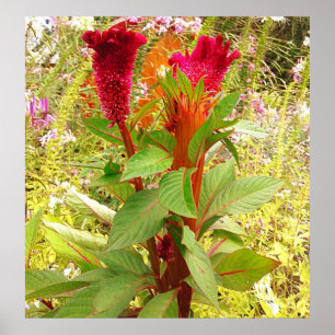COCKSCOMB-BLUME POSTER