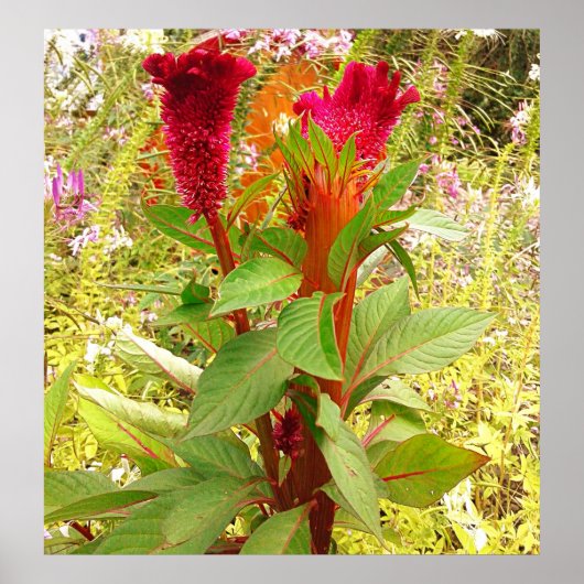 COCKSCOMB-BLUME POSTER (Vorne)