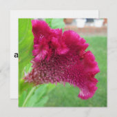 Cockscomb Celosia Rote Blume Einladung (Vorne/Hinten)