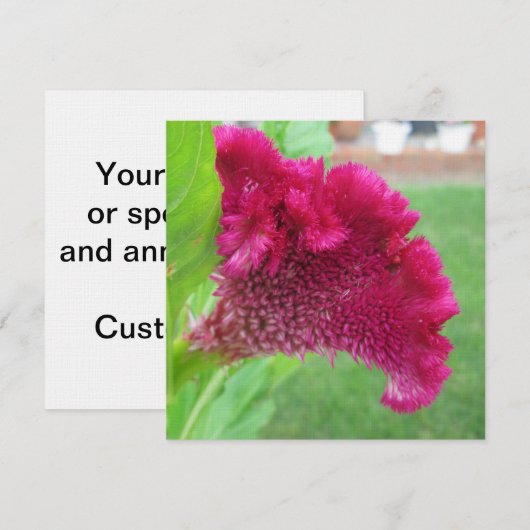 Cockscomb Celosia Rote Blume Einladung (Vorne/Hinten)