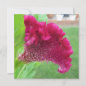 Cockscomb Celosia Rote Blume Einladung (Vorderseite)
