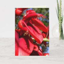 Cockspur Korallenbaum