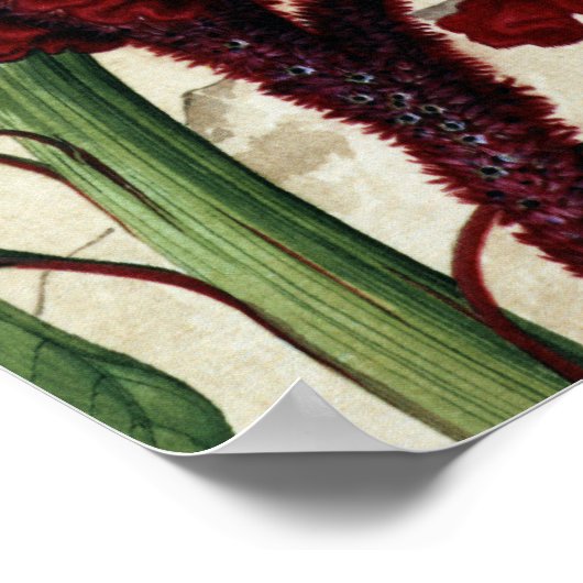 Cocktails Comb Blume Fine Art Poster (Ecke)