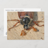 Cocktails Postkarte (Vorne/Hinten)