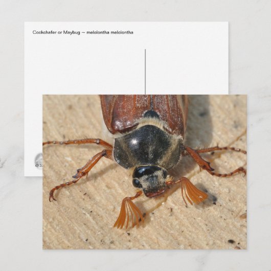 Cocktails Postkarte (Vorne/Hinten)