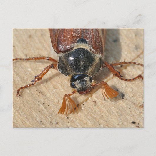 Cocktails Postkarte (Vorderseite)