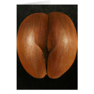 Coco de Mer 2010