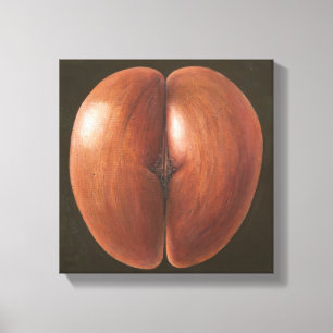 Coco de Mer Maldives 2012 Leinwanddruck