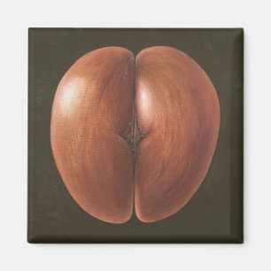 Coco de Mer Malediven 2012 Magnet