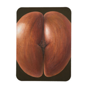 Coco de Mer Malediven 2012 Magnet
