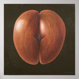 Coco de Mer Malediven 2012 Poster