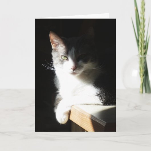 "Coco in the Light I."  Grußkarte Karte (Vorderseite)