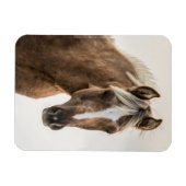 Coco Mustang Filly Magnet (Horizontal)