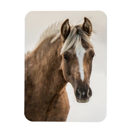 Coco Mustang Filly Magnet (Vertikal)
