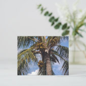 COCO PALM POSTCARD POSTKARTE (Stehend Vorderseite)