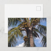 COCO PALM POSTCARD POSTKARTE (Vorne/Hinten)