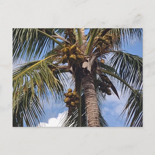 COCO PALM POSTCARD POSTKARTE (Vorderseite)