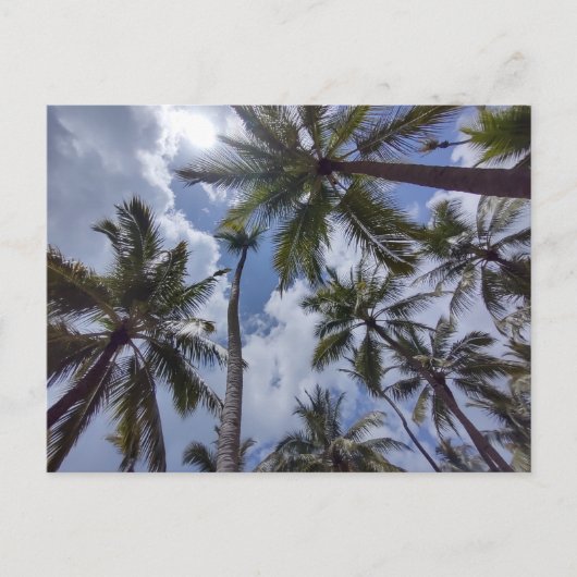 COCO PALMS #2 Postkarte (Vorderseite)