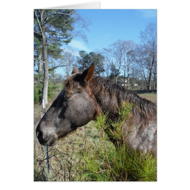 Coco und Creme: farbiges Pferd (Vorne)