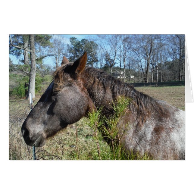 Coco und Creme: farbiges Pferd (Vorderseite (Horizontal))