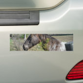 Coco und Creme: farbiges Pferd Autoaufkleber (Auf Auto)