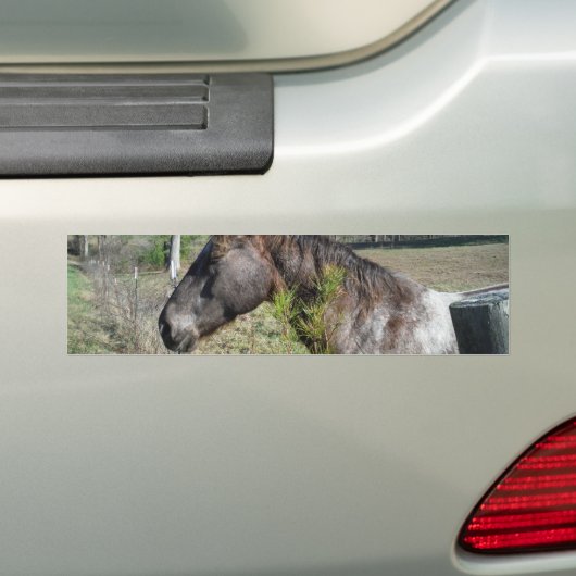 Coco und Creme: farbiges Pferd Autoaufkleber (Auf Auto)