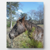 Coco und Creme: farbiges Pferd Fotoplatte (Vorderseite)