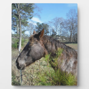 Coco und Creme: farbiges Pferd Fotoplatte