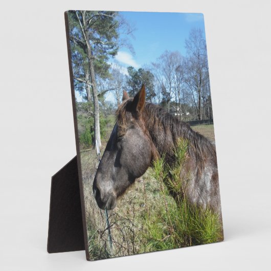 Coco und Creme: farbiges Pferd Fotoplatte (Seite)