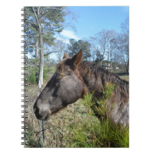 Coco und Creme: farbiges Pferd Notizblock