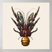 Coconut Crab Poster (Vorne)