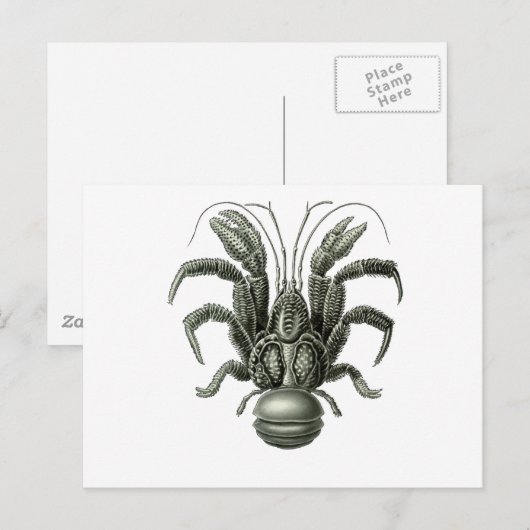 Coconut Crab Postkarte (Vorne/Hinten)