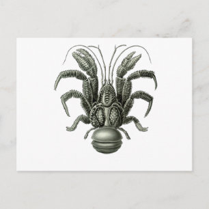 Coconut Crab Postkarte
