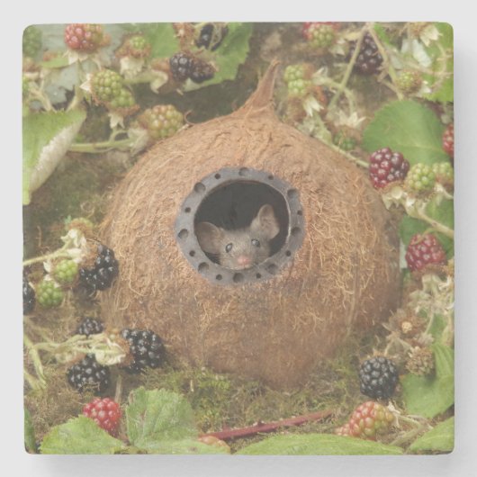 Coconut Muschel Mauerstein Untersetzer (Vorderseite)