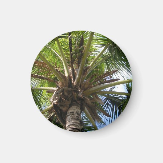 Coconut Palm Magnet (Vorne)