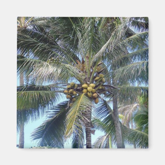 Coconut Palm Oahu Magnet (Vorne)